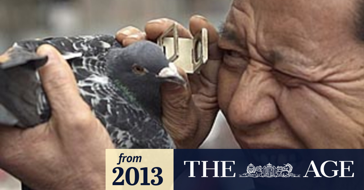 Pigeon group plans to vaccinate 90,000 birds to protect against bird flu